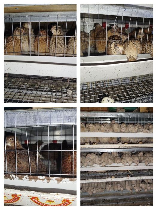 Распродажа перепела живым весом на мясо Техасец, фараон,феникс,смокинг