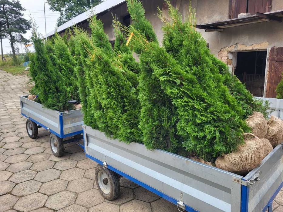 Tuja thuja Brabant 170-180cm ze szkółki transport