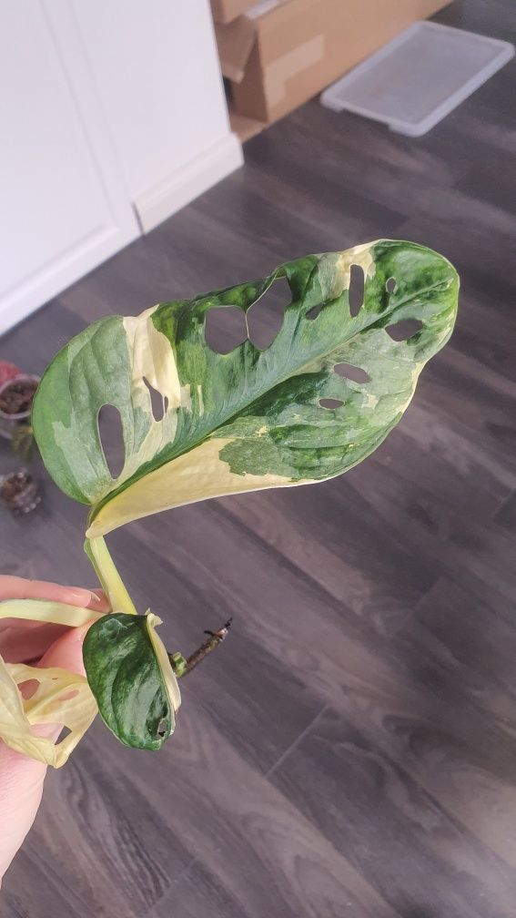 Monstera adansonii variegata Japanese tricolor
