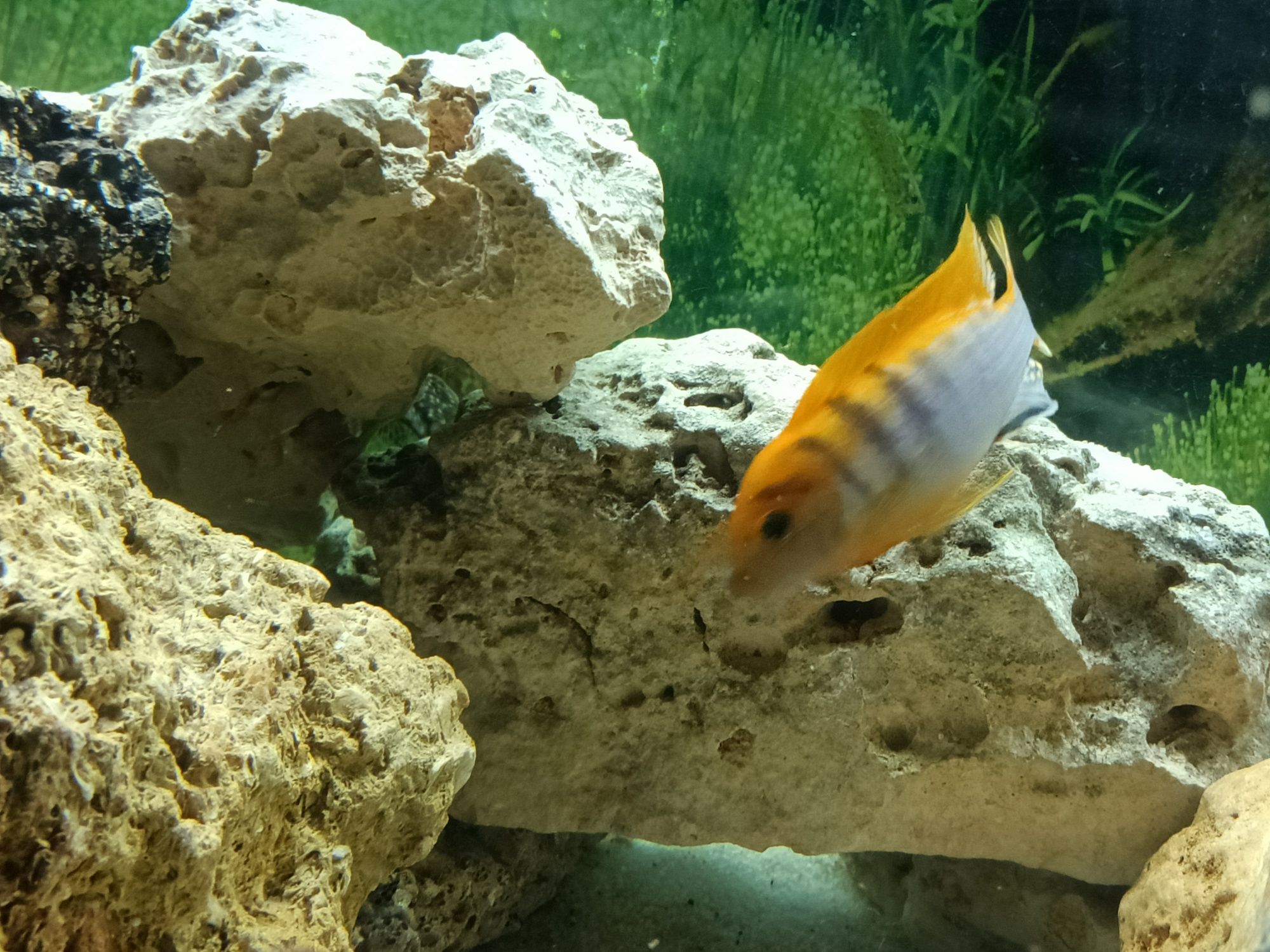 Macho Labidochromis sp Hongi, ciclideo