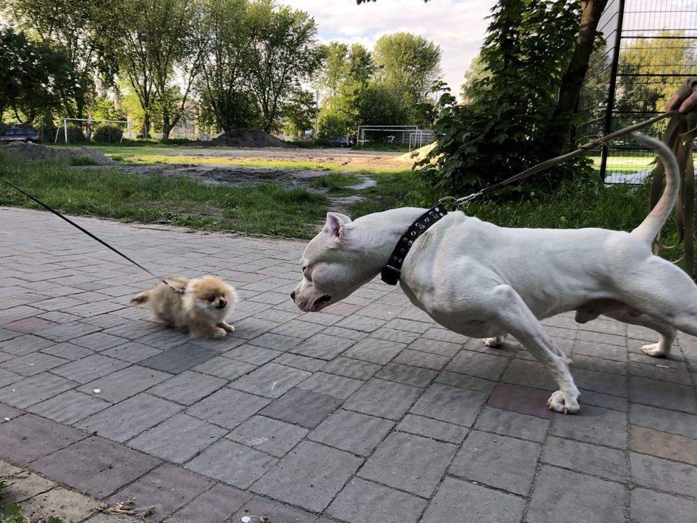Аргентинський дог, Dogo Argentino, Аргентинский дог, вязка, злучка.