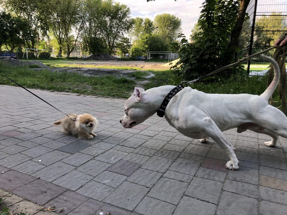 Аргентиський дог, Dogo Argentino, Аргентинский дог, вязка, злучка.