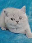 British Shorthair lilac macho