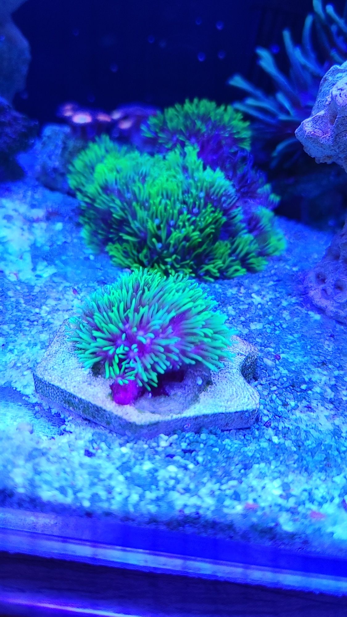 Briareum ultra fluo