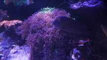 Euphyllia yaeyamaensis paradivisa fioletowa, bicolor akwarium morskie