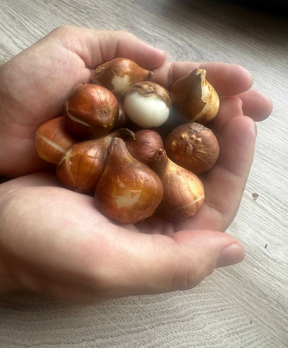 TULIPAN Czerwony 25 szt Cebulki Tulipanów Czerwonych TULIPANY Czerwone