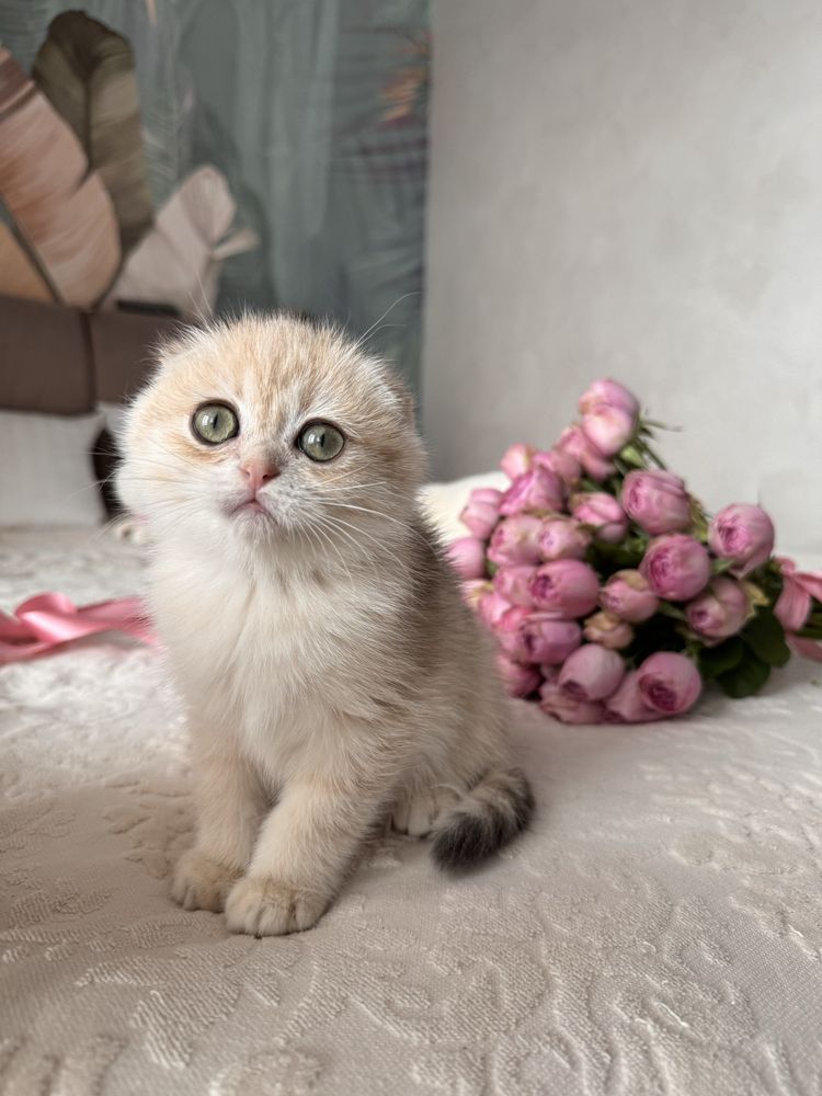 Котобанда шотландських золотих шишилл