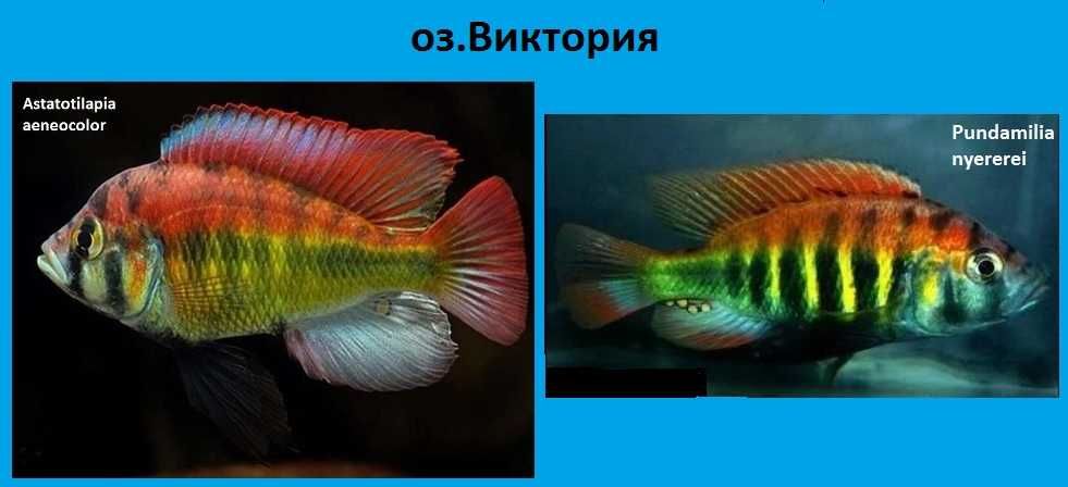 Цихлиды Трубочник Изя дешево оптом Коряги камни грунт корм коппенс
