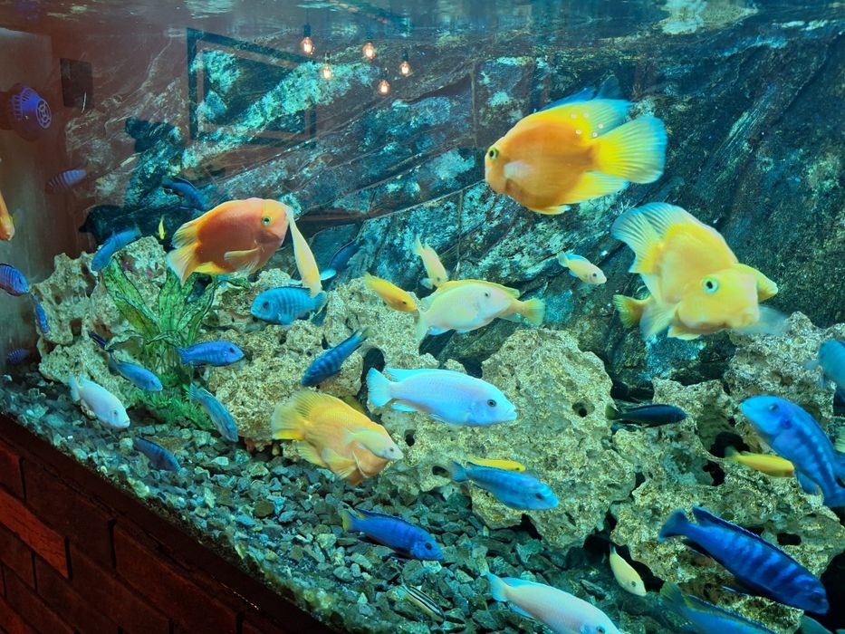 Pyszczaki stado ponad 100 szt zamiana napaletki