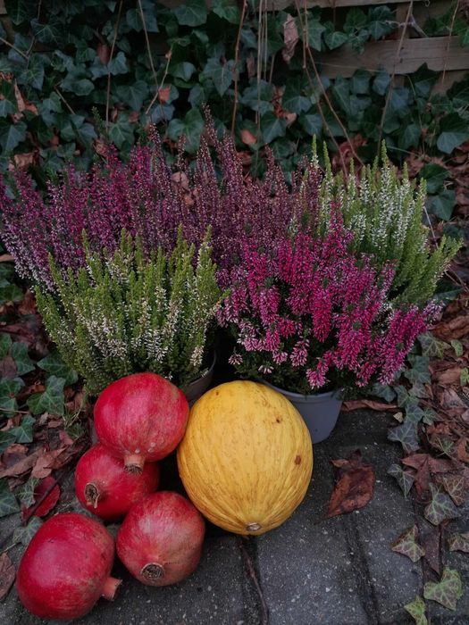 Sprzedam wrzosy 3 kolory do wyboru