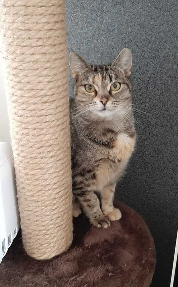 Roczna,delikatnej budowy,wrazliwa,tulaśna bura pręgowana kotka.ADOPCJA