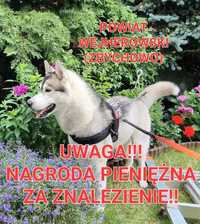 Zaginął Husky. Nagroda pieniężna za znalezienie!!!