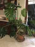 Monstera  duża roślina