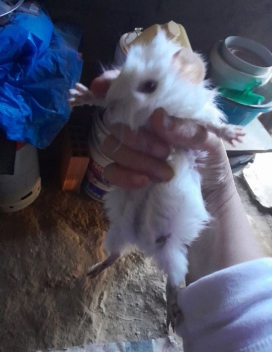 Gaiola com acessórios