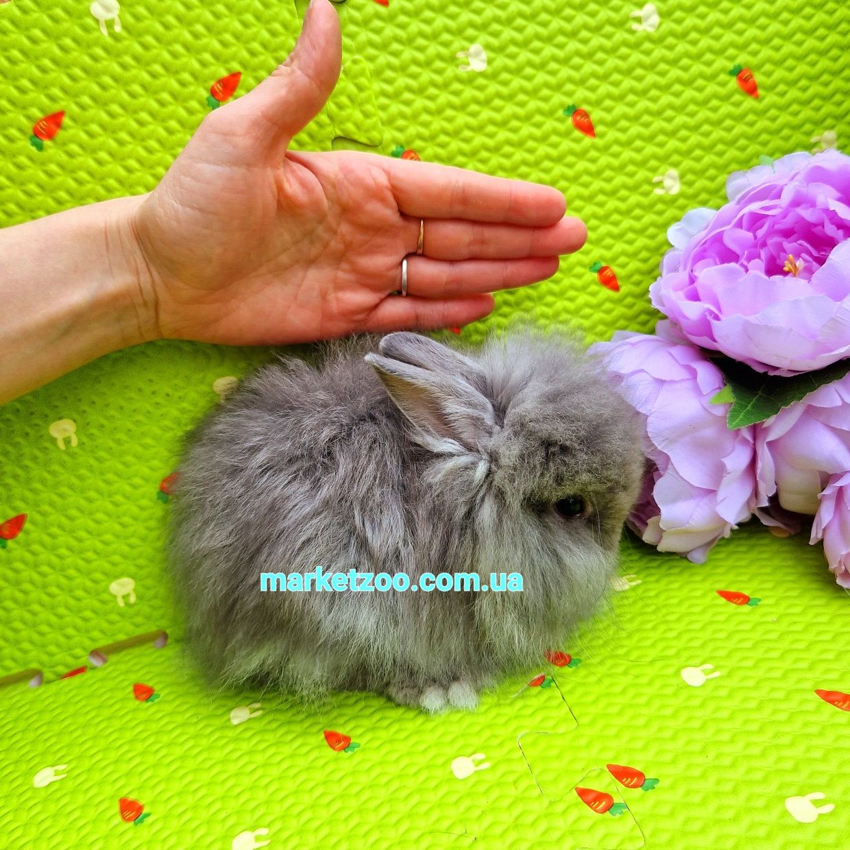 mini angora мини ангора мiнi ангорський кролик карликовые кролики