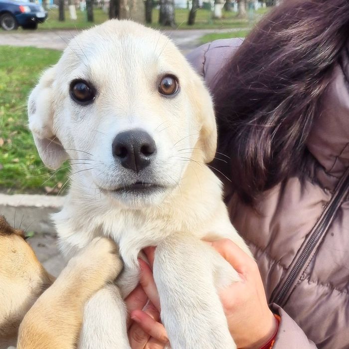 Цуцики в пошуках домівок!