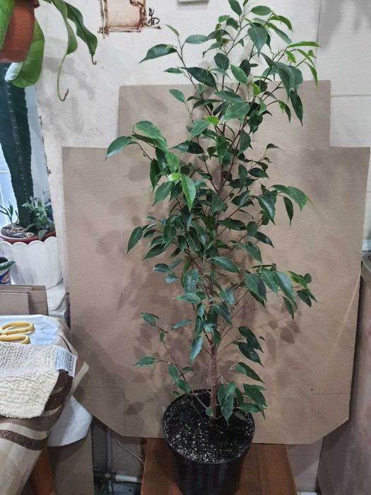 Фикусы Лировидный  Циатистипула  Анастасия Белиз Микрокарпа