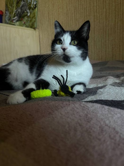 Стерилізована киця десь 11 міс НЕ КУПУЙТЕ !РЯТУЙТЕ ЖИТТЯ