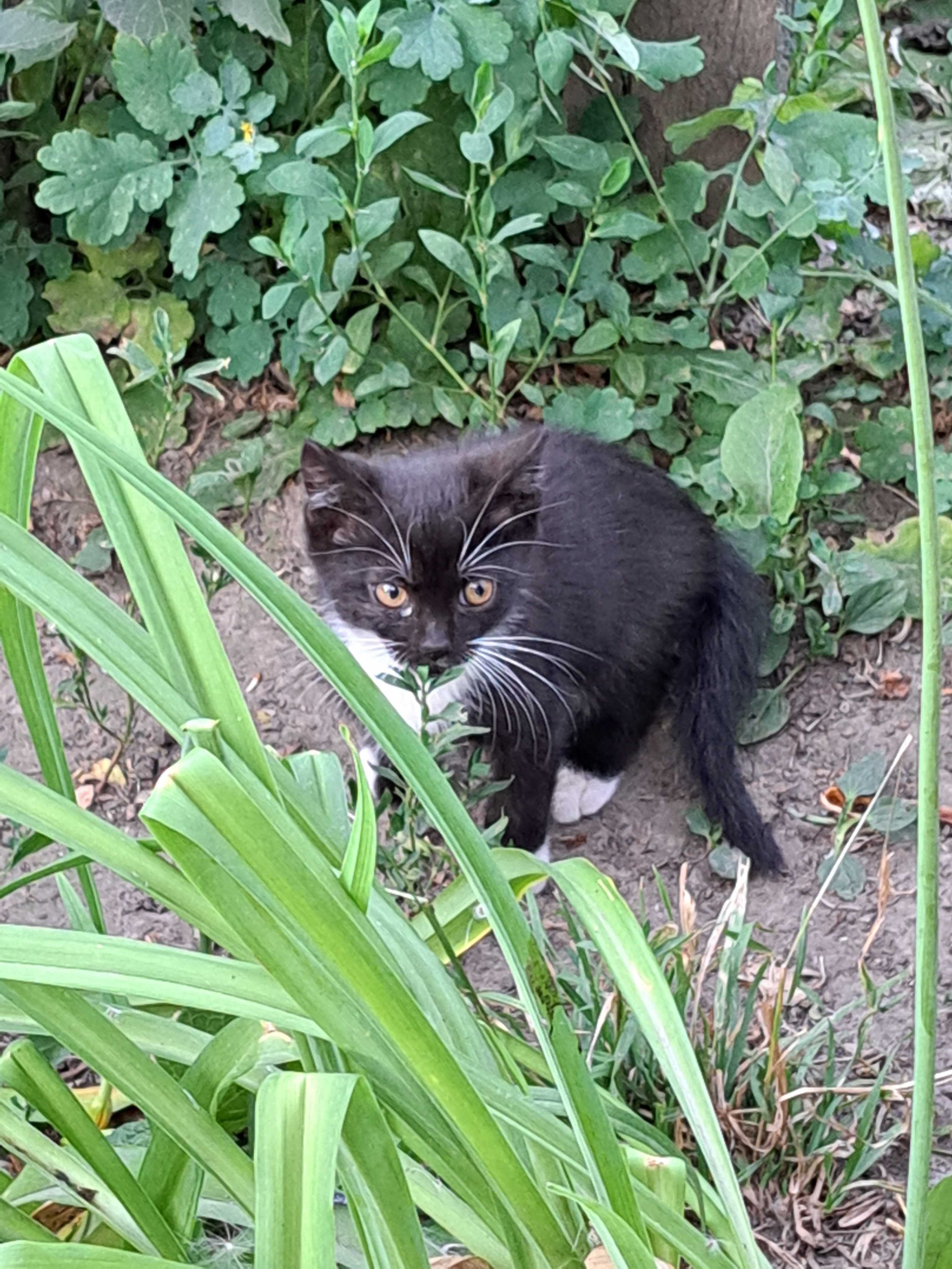 Котята ищут дом, отдам в хорошие руки
