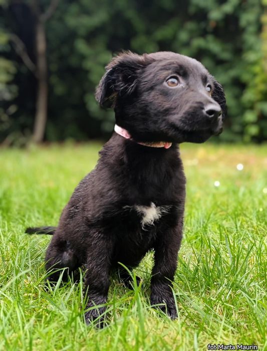 GWIAZDKA - 3 miesięczna sunia do adopcji