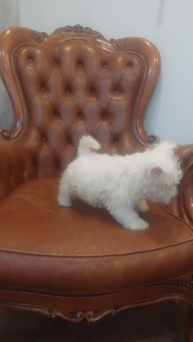 West Highland White Terrier  suczka  gotowa do odbioru