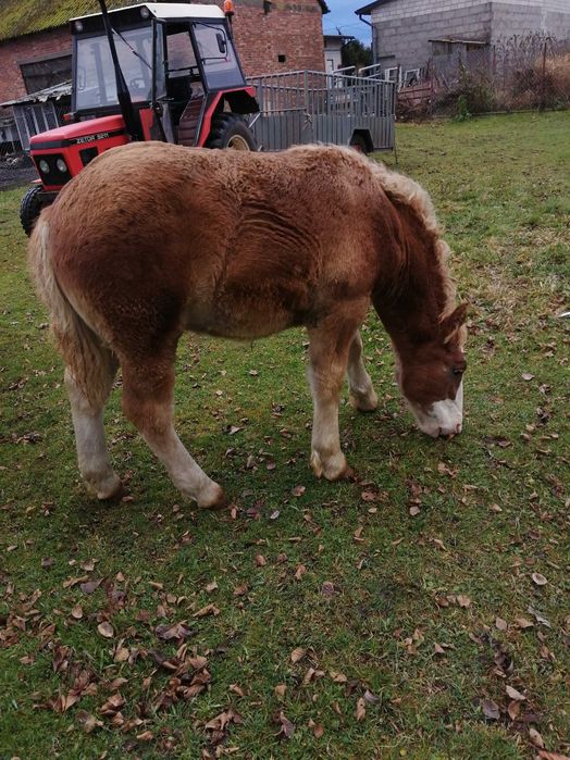 Sprzedam klacz ze źrebakiem ogierek