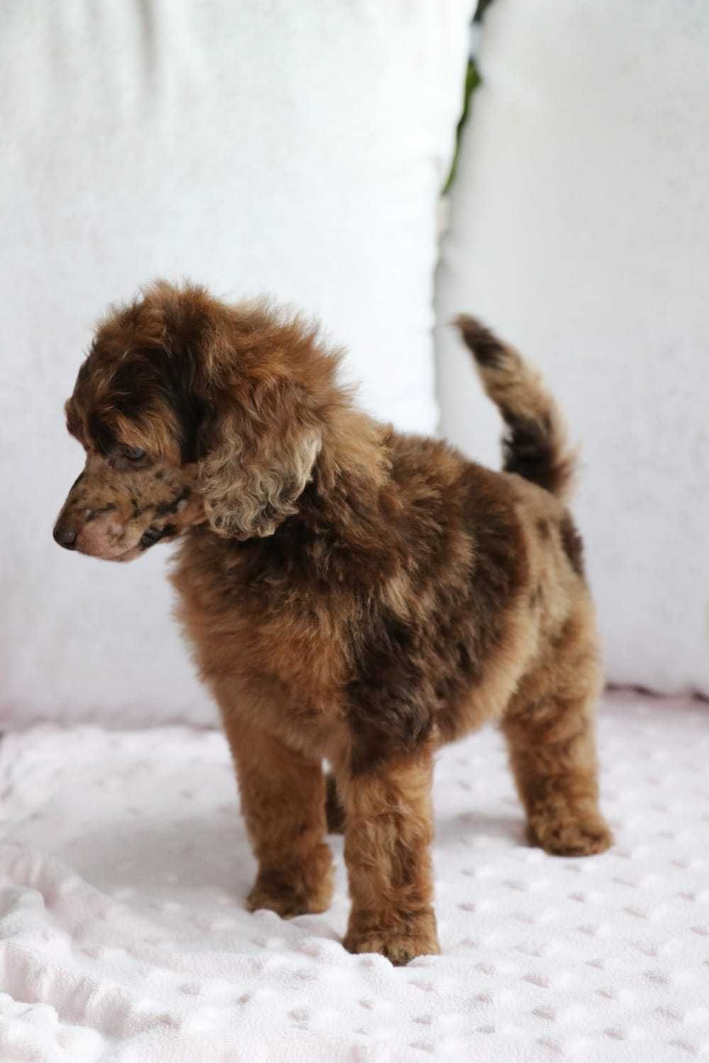 PUDEL ŚREDNI brązowy Merle ( czekoladowy / Choco Merle) samiec ARMANI