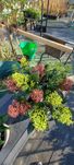 Ardizja red ,  Skimmia Japonica