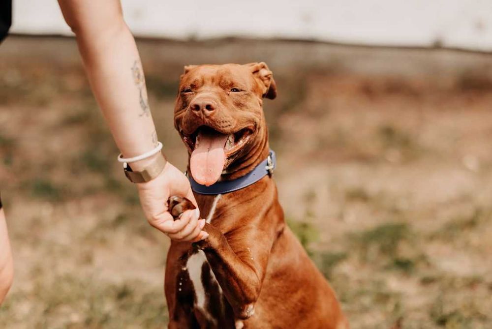 Bajka - młoda, pełna energii suczka w typie bull