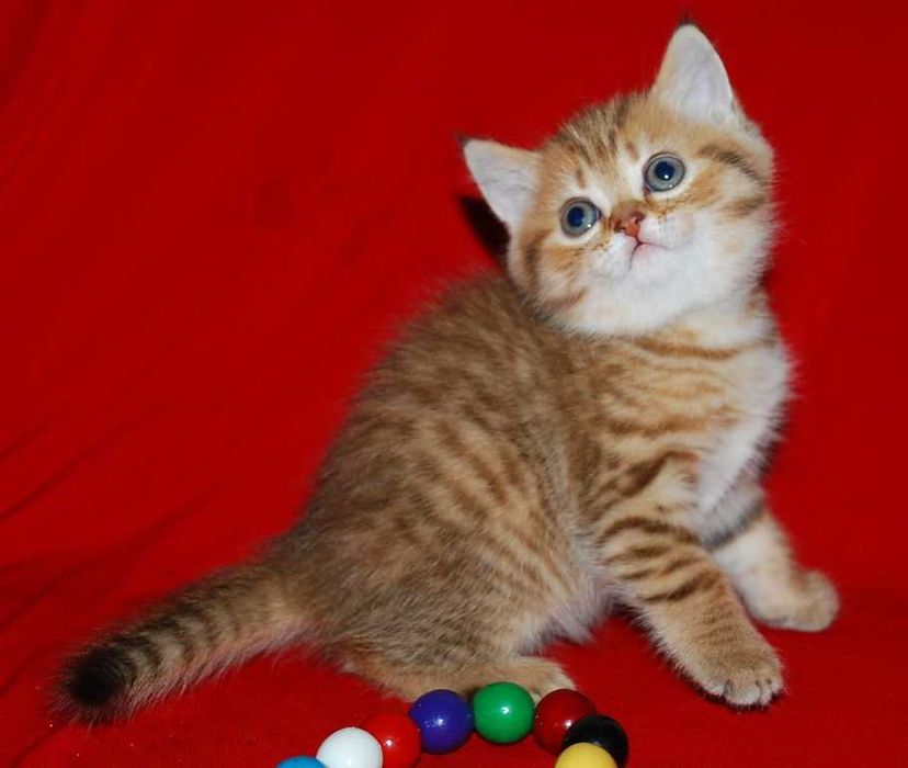 Шотландский котик