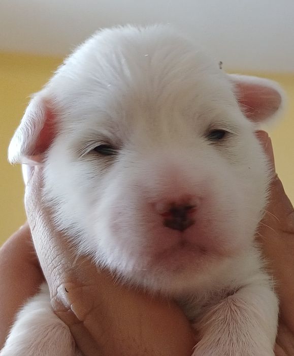Piesek Rasy Coton de Tulear ZKwP/FCI