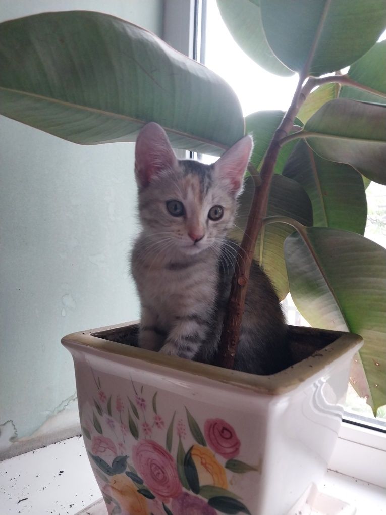Котёнок девочка в хорошие руки