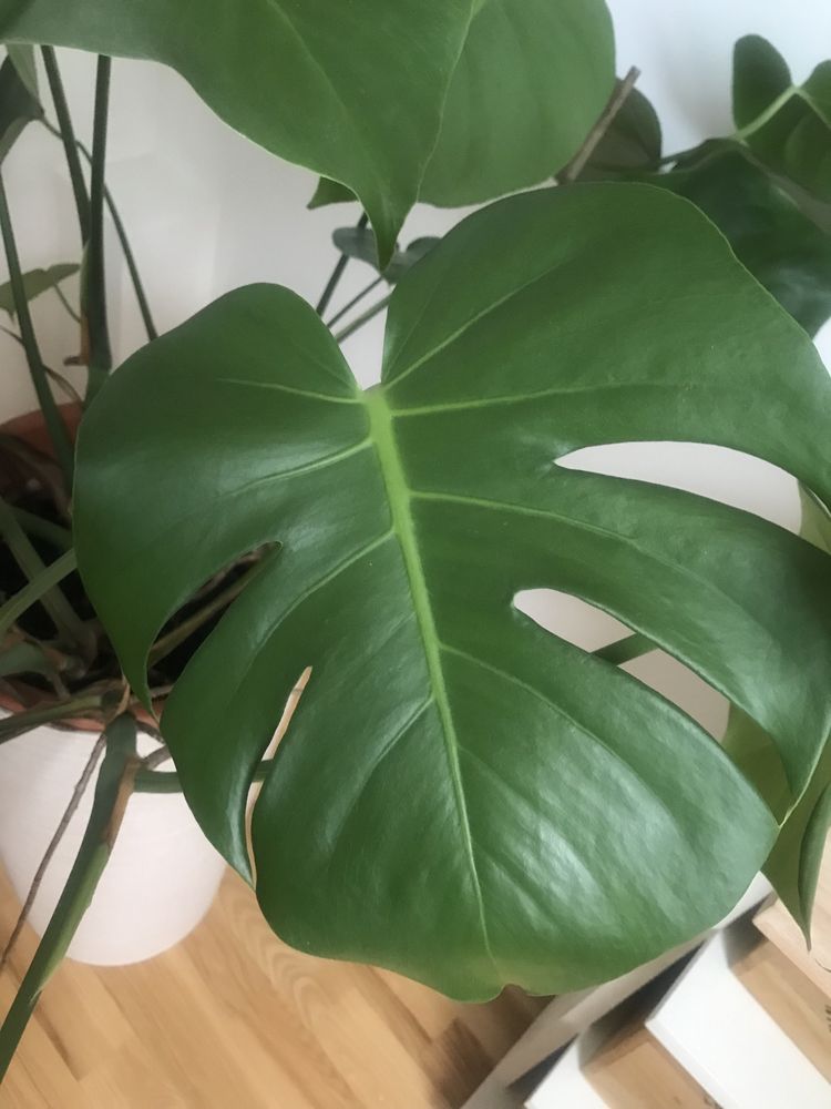 Monstera piękny duży kwiat cudna!