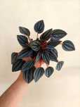 Planta Peperomia Cayenne