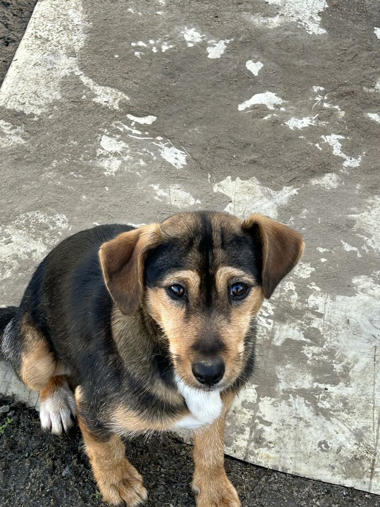 Oddam w dobre ręce psa Bella