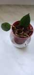 Hoya lacunosa hybrid "mycket stor blomflock".