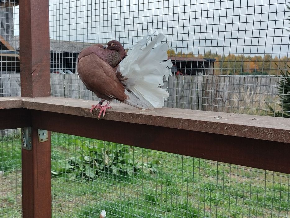 Gołębie ozdobne pawiki/pawik Biały ogon