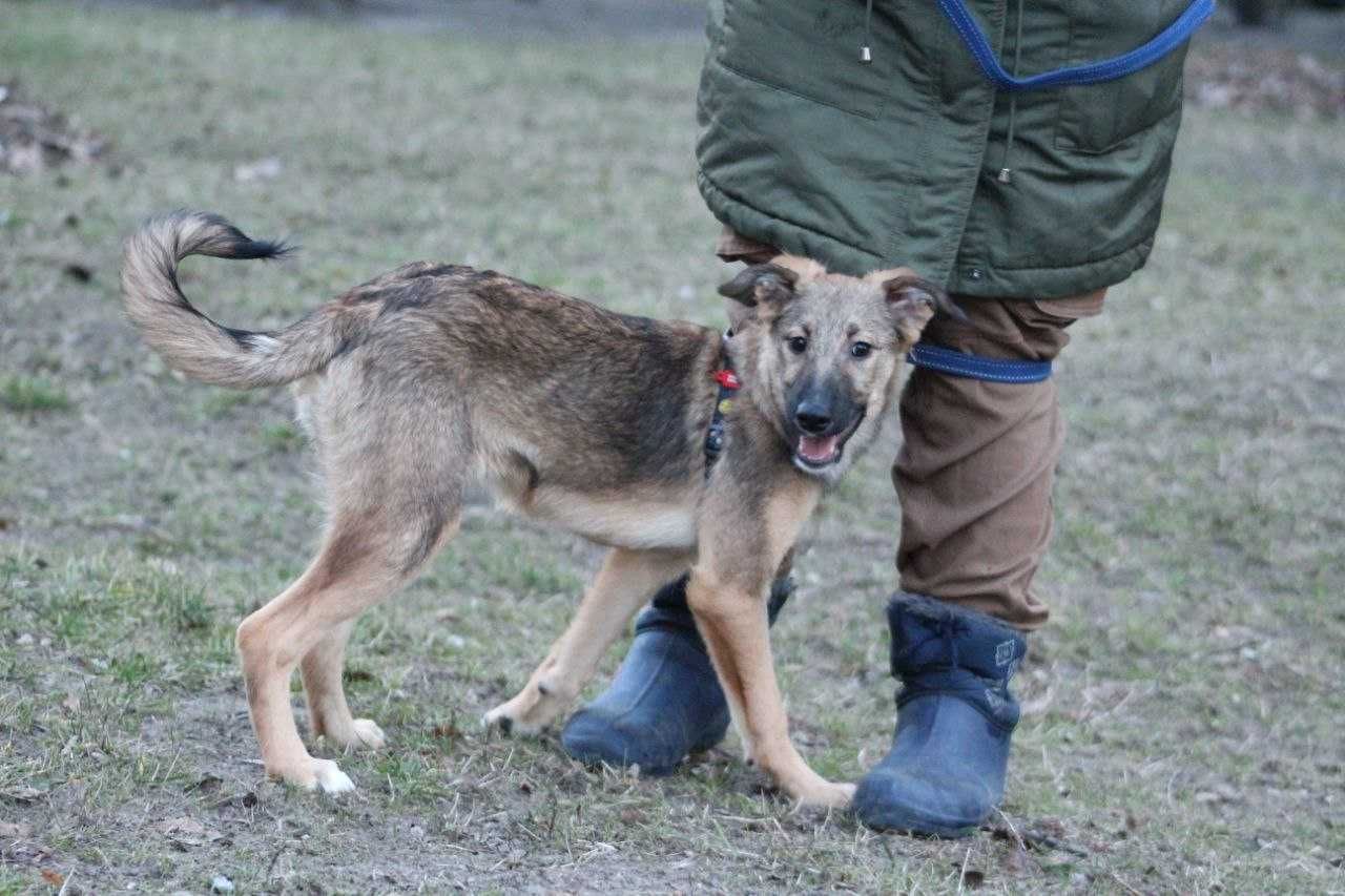 цуценя, дівчинка, віддам, 6 місяців, дууже роозуумна