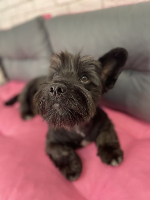 Грумінг/Стрижка/Тримінг на лівобережній