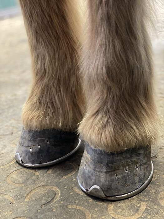 Werkowanie/podkuwanie koni