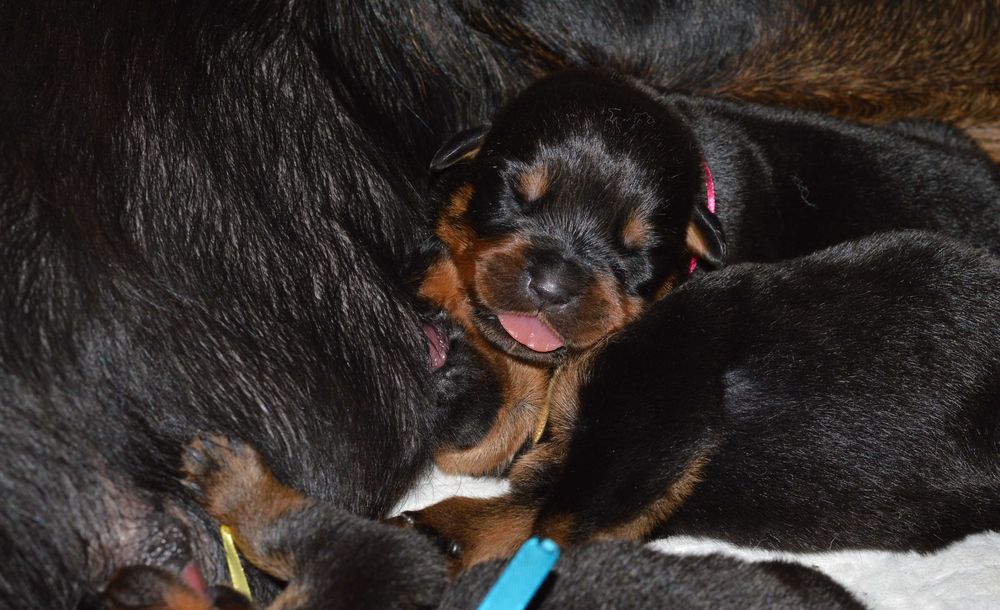 Rottweiler, szczeniak, samiec, rezerwacja ZKwP Poznań