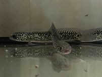 Channa asiatica var blue tenmoku snakehead