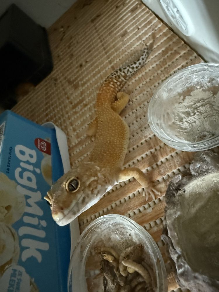 Gekon lamparci Hypo Tangerine samiec 2 lata