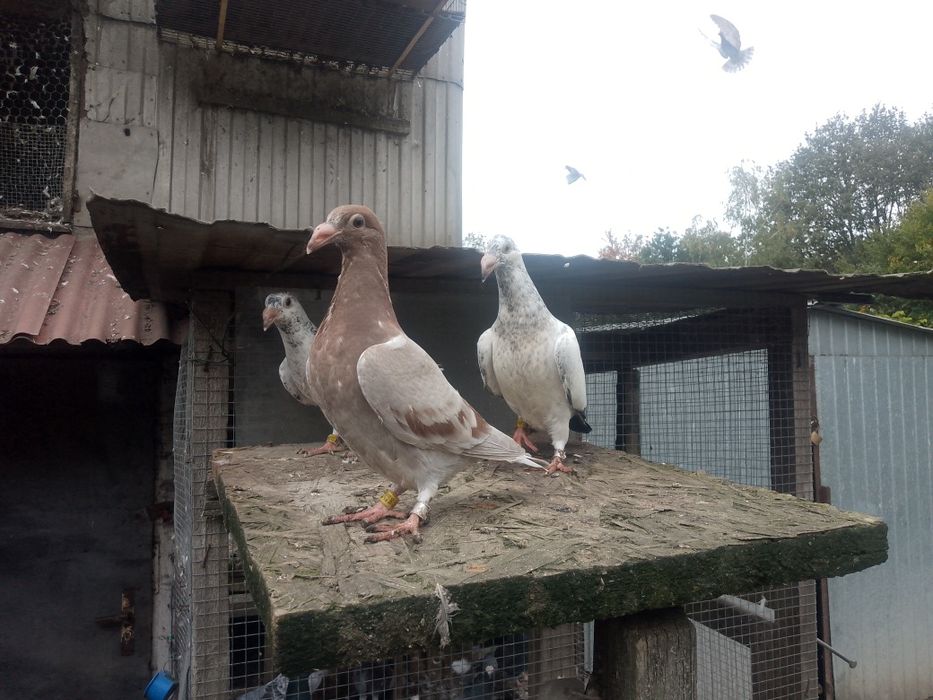 Gołębie staropolskie okazja