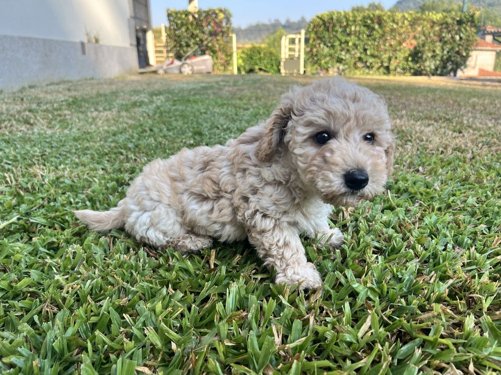 Caniche toy femea