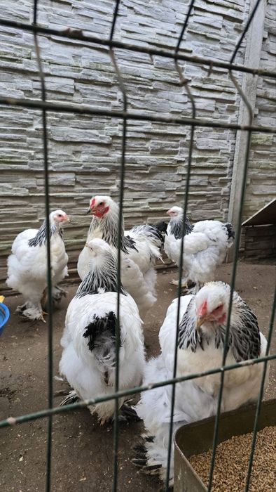 Продам курей брама