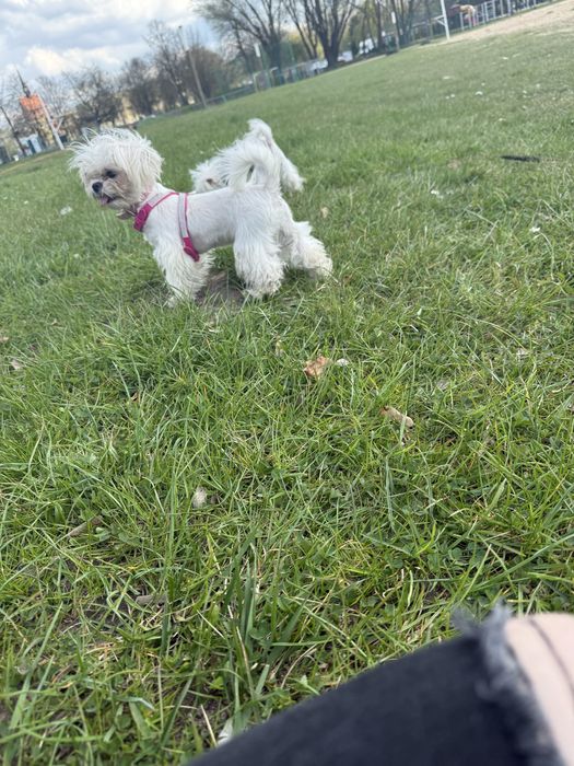 2 mikro maltanczyki Parka