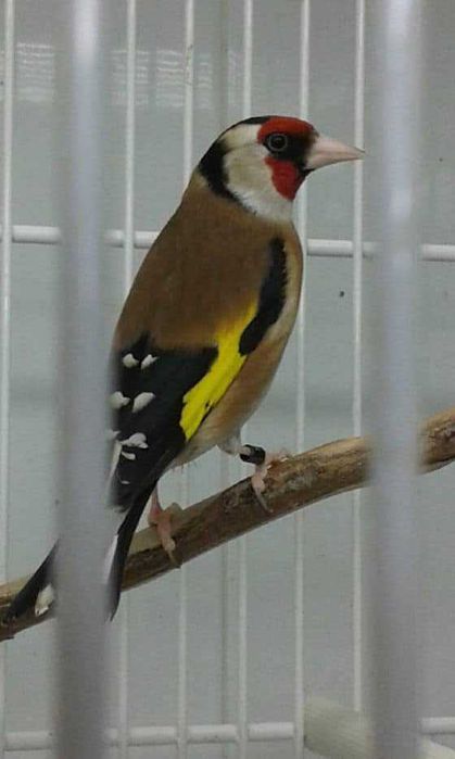 Carduelis Carduelis  Aves de 2025