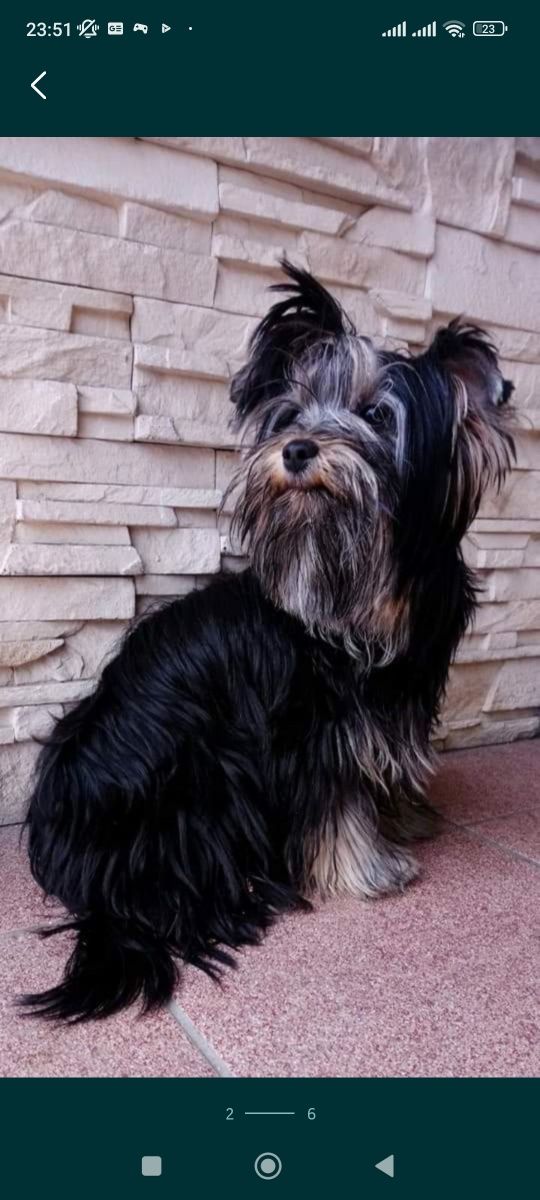 Yorkshire terrier piesek york mini