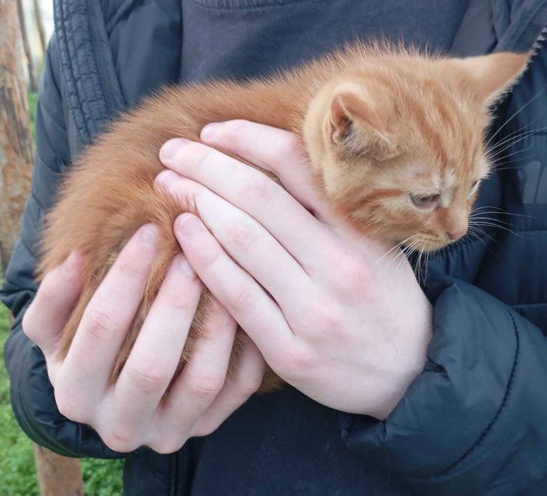 Milutkie kociaczki czekają na przytulenie :)